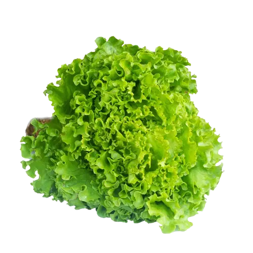 Mezclum de Lechuga - PI
